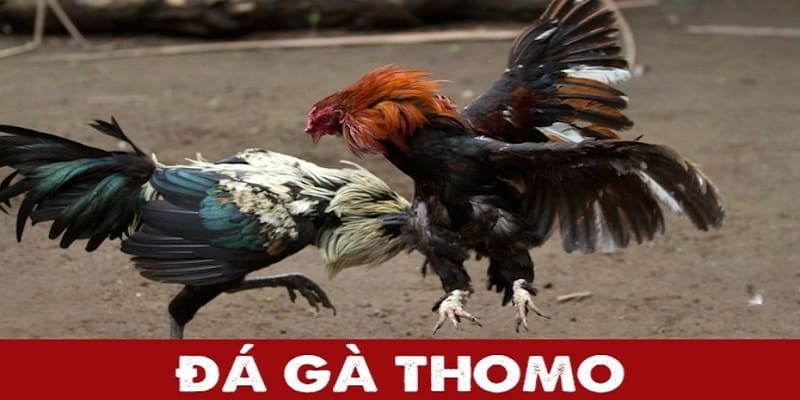 Đá Gà Thomo - Cá Cược Online Hấp Dẫn, Cơ Hội Thắng Tiền Lớn